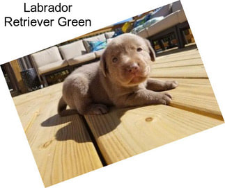 Labrador Retriever Green