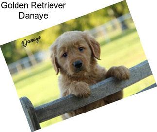 Golden Retriever Danaye