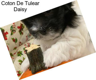 Coton De Tulear Daisy