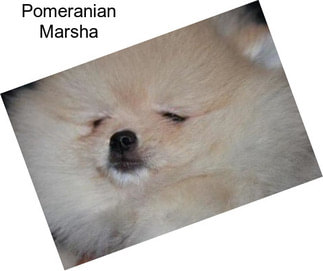 Pomeranian Marsha