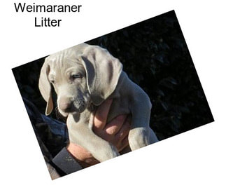 Weimaraner Litter