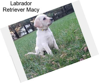 Labrador Retriever Macy