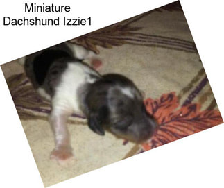 Miniature Dachshund Izzie1