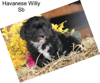 Havanese Willy Sb