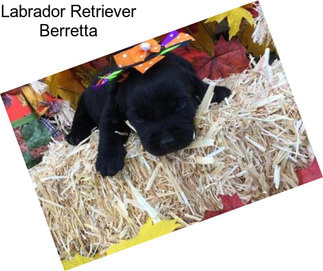 Labrador Retriever Berretta