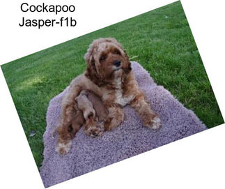 Cockapoo Jasper-f1b