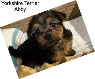 Yorkshire Terrier Abby