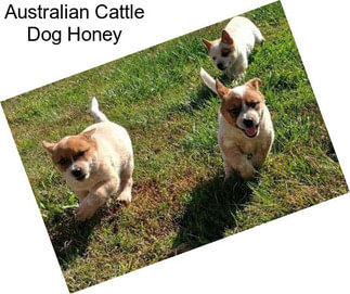 Australian Cattle Dog Honey