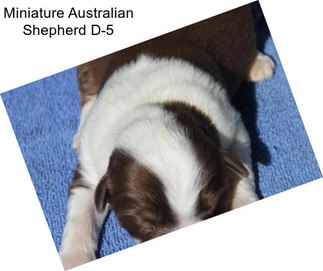 Miniature Australian Shepherd D-5