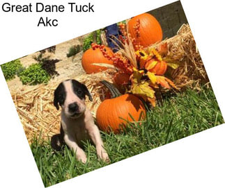 Great Dane Tuck Akc