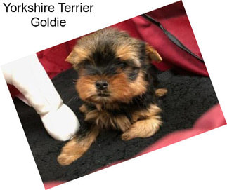 Yorkshire Terrier Goldie