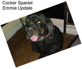 Cocker Spaniel Emmie Update