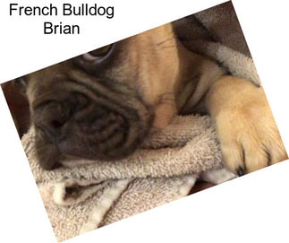 French Bulldog Brian