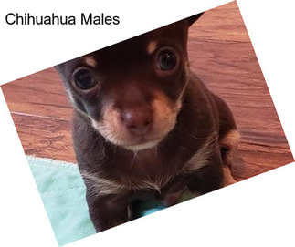 Chihuahua Males