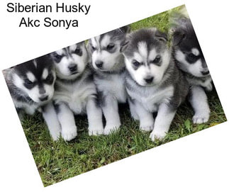 Siberian Husky Akc Sonya