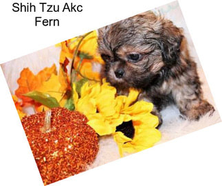 Shih Tzu Akc Fern