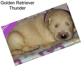 Golden Retriever Thunder