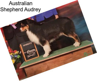 Australian Shepherd Audrey