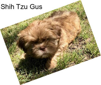 Shih Tzu Gus