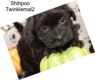 Shihpoo Twinklemal2