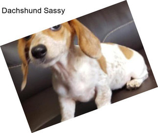 Dachshund Sassy