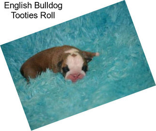 English Bulldog Tooties Roll