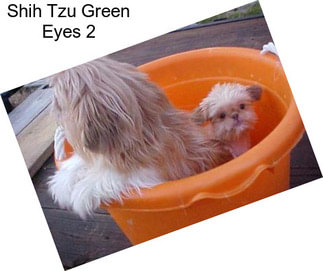 Shih Tzu Green Eyes 2