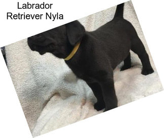 Labrador Retriever Nyla