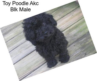 Toy Poodle Akc Blk Male