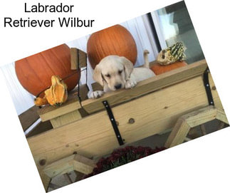 Labrador Retriever Wilbur