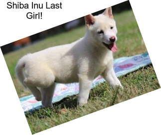 Shiba Inu Last Girl!