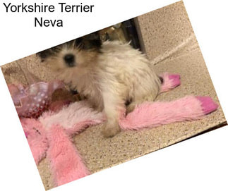 Yorkshire Terrier Neva