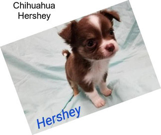 Chihuahua Hershey