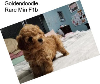 Goldendoodle Rare Min F1b