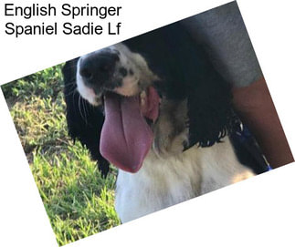 English Springer Spaniel Sadie Lf