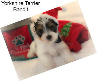 Yorkshire Terrier Bandit