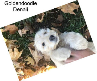 Goldendoodle Denali