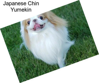 Japanese Chin Yumekin