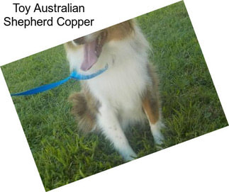 Toy Australian Shepherd Copper