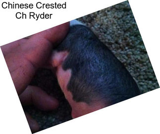 Chinese Crested Ch Ryder