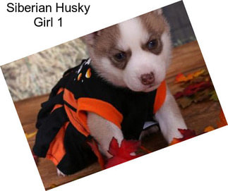 Siberian Husky Girl 1