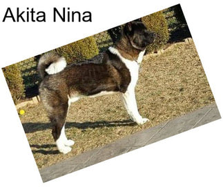 Akita Nina