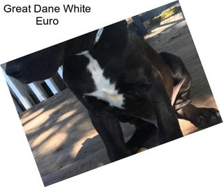 Great Dane White Euro