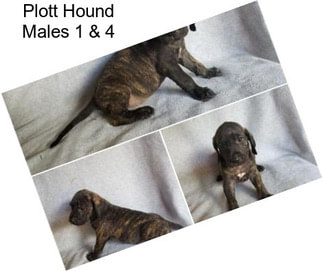 Plott Hound Males 1 & 4