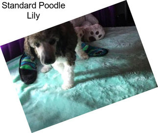 Standard Poodle Lily