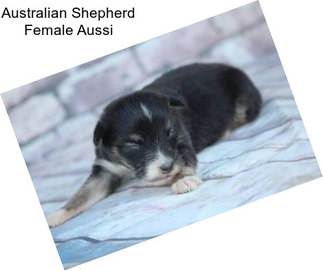 Australian Shepherd Female Aussi