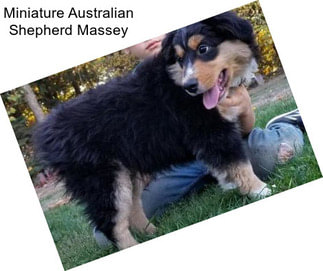 Miniature Australian Shepherd Massey