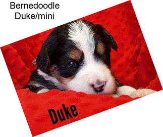 Bernedoodle Duke/mini