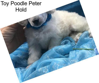 Toy Poodle Peter Hold