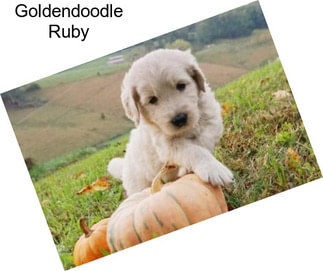 Goldendoodle Ruby